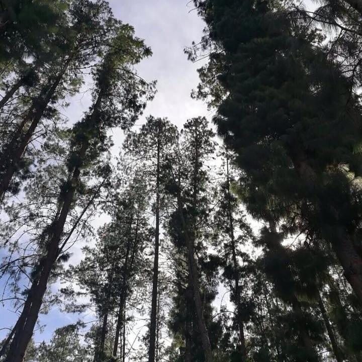 Alma Viva Finca